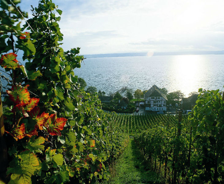 vineyards-haltnau-meersburg